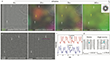 Defect Influence on Lithium Crystallization in Graphene Layers Observed via TEM