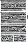 80 kV AC-HRTEM data of Kr@C60@SWCNTs at 4.3 × 107 e−nm−2 s−1