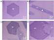 low contact resistance in MoTe2 based field-effect transistors