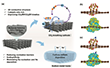 Schematic illustration and DFT calculations