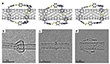 Molecular dynamics and TEM simulations of SWCNTs