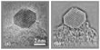 Delocalized and corrected image of an Au-nanoparticle